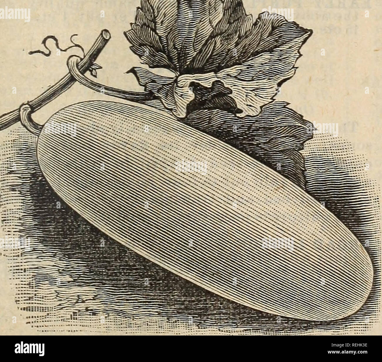 . Cole's Garten jährliche. Gemüse Samen Kataloge; Baumschulen (Gartenbau) Iowa Werkzeuge Kataloge Kataloge; Garten; Blumen; Bäume Samen Samen Kataloge Kataloge; Lampen (Pflanzen) Samen Kataloge. White Pearl CilcHniber. Die neue Sorte ist die Bewunderung aller Gärtner. In der Gewohnheit des Wachstums dieser Vielfalt vollständig von anderen ccucumber Einstellung die Frucht sehr nahe um den Stiel und die Reifung zu früh ist, die Reben weiter und frei in der gesamten Saison tragen. Die Farbe ist ein schönes Perlweiß; selbst die jungen Gurken sind eine sehr helle Farbe, fast als reines Weiß wie, wenn r Stockfoto