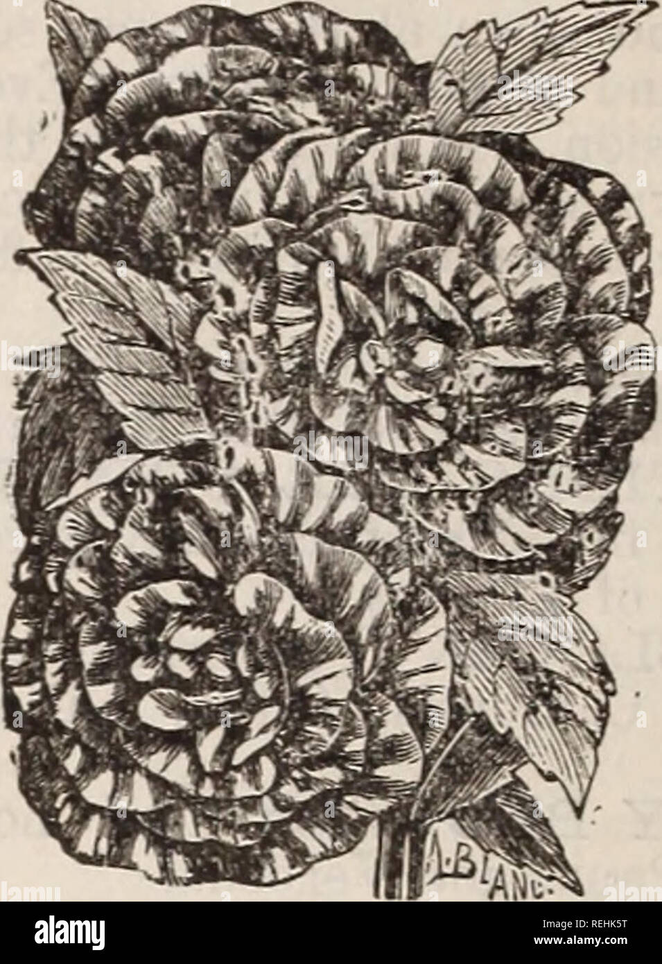 . Cole's Garten jährliche. Gemüse Samen Kataloge; Baumschulen (Gartenbau) Iowa Kataloge; Garten; Blumen Samen Werkzeuge Kataloge Kataloge; Lampen (Pflanzen) Samen Kataloge. ASTER PEOXY GEBLÜHT. Der TrufiFaut Peony-Flowered Perfektion. Diese Klasse stellt die größten Vollkommenheit der Aster Familie, die für die Form von Blumen, Vielfalt, die Brillanz der Farben und und Gewohnheit des Wachstums, universell zugelassen ist, sur-Pass alle anderen hithergrown; gemischt, 18 in.. 10 Neue Rose - fiowered. Große Blumen, die das Doppelte der Center, robustes Wachstum, brillante Farben, gemischt, 18 in 10 Goliath. Ein Erwerb von extrem Stockfoto