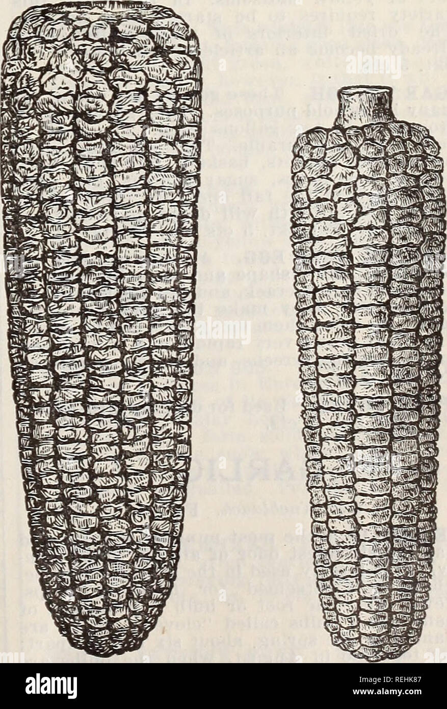 . Cole's Garten jährliche. Gemüse Samen Kataloge; Baumschulen (Gartenbau) Iowa Werkzeuge Kataloge Kataloge; Garten; Blumen; Bäume Samen Samen Kataloge Kataloge; Lampen (Pflanzen) Samen Kataloge. White Pearl Kucumber. Die neue Sorte ist vollständig von anderen Gurke. Einstellung der Frucht sehr nahe um den Stamm und diese reift früh, die Rebe läuft weiter und frei durch die Saison tragen. Die Farbe ist ein schönes Perlweiß; selbst die jungen Gurken sind eine sehr helle Farbe, fast als reines Weiß wie, wenn für den Einsatz bereit. Sie sind zart, solide und klar, und herrliche Qualität Stockfoto