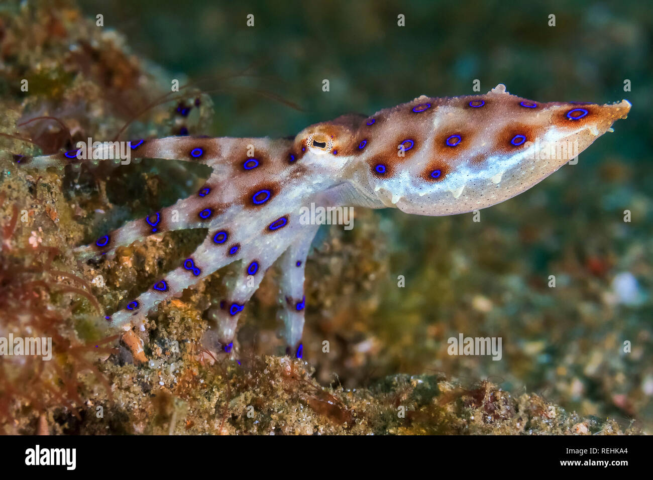 Blue-ringed Octopus, Hapalochlaena sp., Bitung, Lembeh Strait, Sulawesi, Indonesien, Celebes Meer, Pazifik Stockfoto
