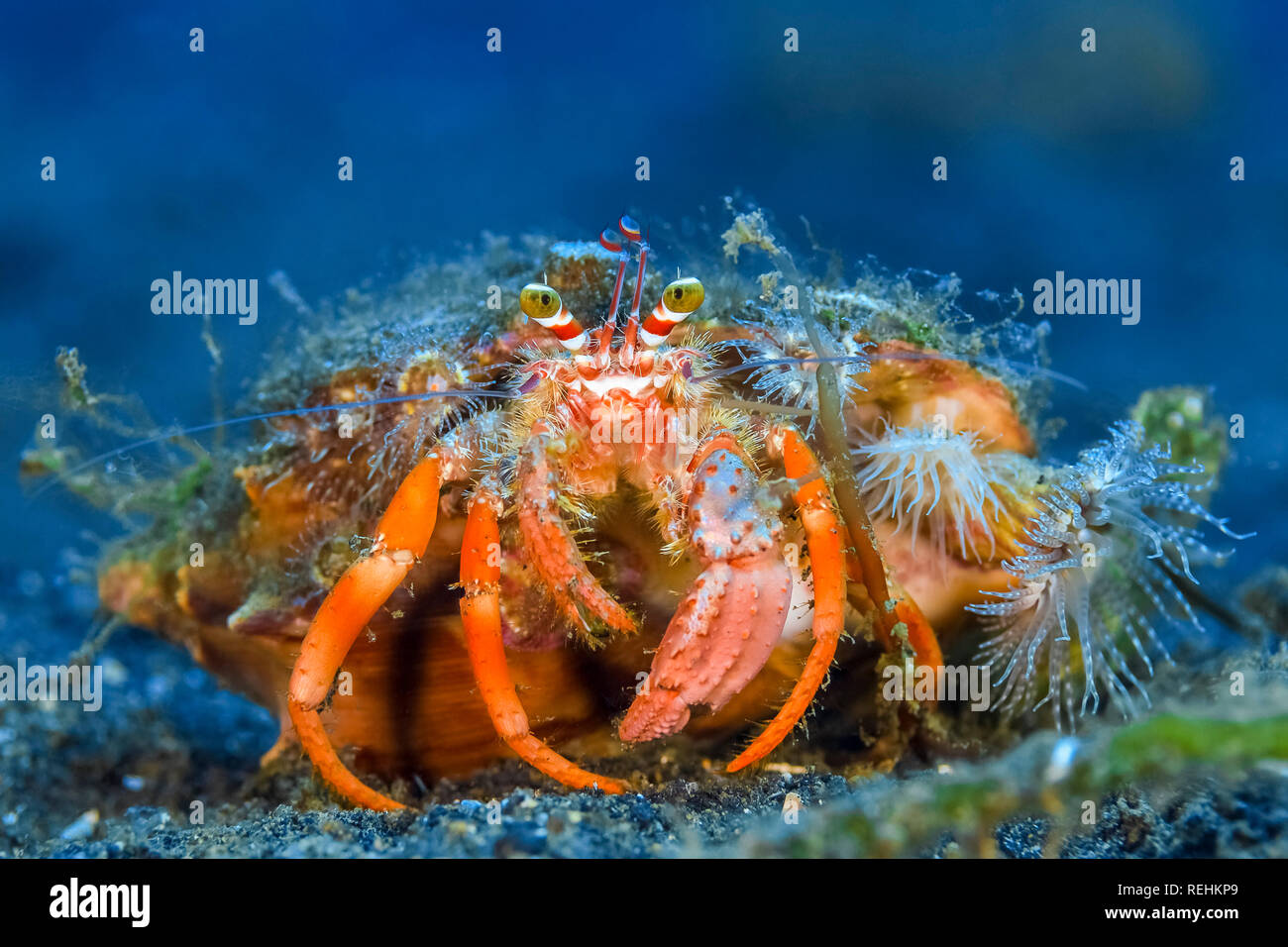 Dekorateur Einsiedlerkrebs, Dardanus pedunculatus, Bitung, Sulawesi, Celebes Meer, Indopazifik, Indonesien Stockfoto