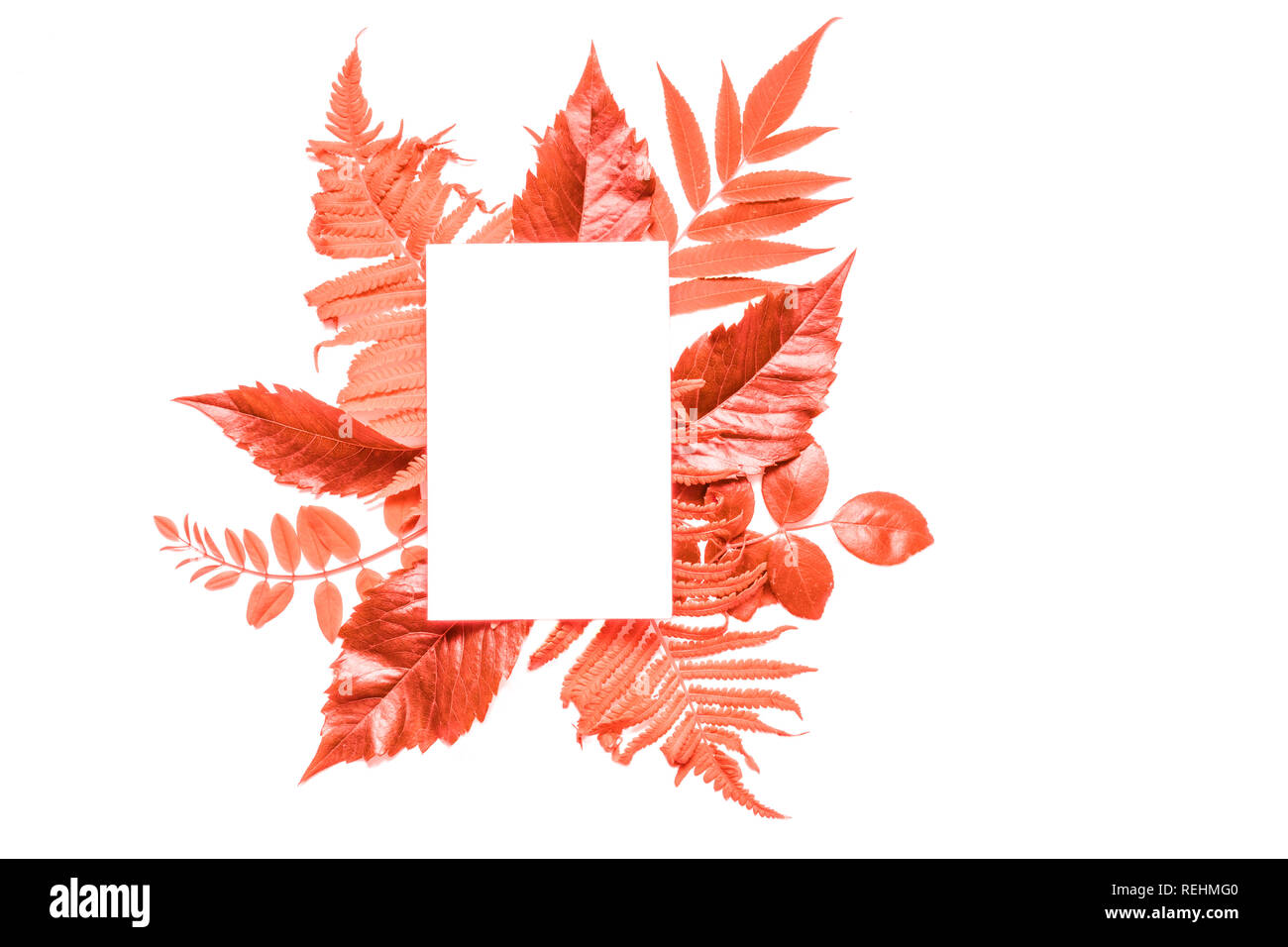 Kreatives Layout mit lebende Koralle Farbe Blätter und weisse Grußkarte. Pantone-Farbe des Jahres 2019. Natur Konzept. Flach. Mock up. Stockfoto