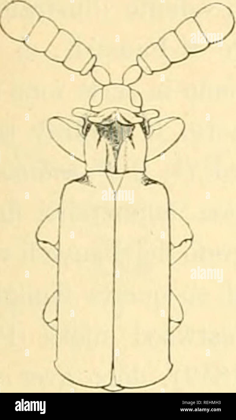 . Coleotteri. Käfer, Käfer, Käfer, Käfer. Pcntaplatarthms Bottegì. n. sp. (29'J) COLEOTTERI DEL VLVGGIO BOTTEGO 39 Tutto sugli elitri, che Sono quasi opachi. Capo Il è un poco più Stretto che nel paussoides, La sua fossetta è profonda e Meno meno circoscritta e la Tenue iù punteggiatura]). Le antenne Sono più Corte e più larghe, assai più larghe alla Basis e r Ultimo articolo Manca affatto della Lieve sporgenza angolare del margine esterno. Il protorace alla Base è più Largo, i suoi Lati sono quasi Paralleli, il solco Mediano è più Stretto e più pro-fondo e la porzione anteriore solle Stockfoto