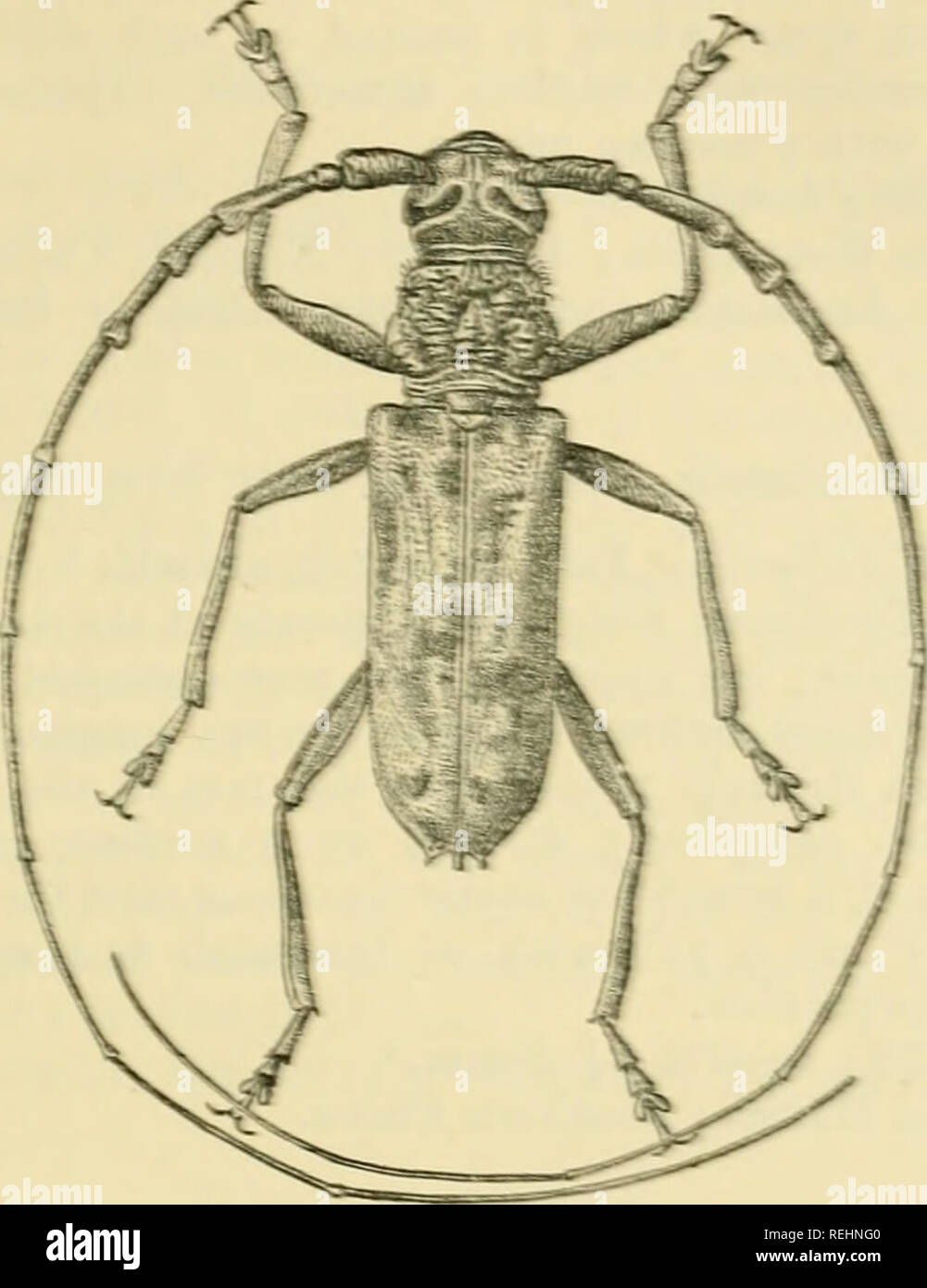 . Coleoptera. Vol. I. [Longicornia. Teil I.]. Käfer; Cerambycidae. JXaOLESISSS. L 27 leicht gewölbt vorwärts in die mindle. AnteimaB von o" etwa drei Mal so lang wie der Körper: erster und dritter Gelenke quer â vrrinkled, vor allem unter; dritte abrupt verdickte an der Spitze, mit der ringförmige Verdickung projizieren Die meisten POSTERIOR; im vierten und fünften auch verdickt leicht an der Spitze, der Dritte ein wenig länger, und viertens ein wenig kürzer, als die erste: fünfte Solange oder. Abb. 49.â^Oles^ Aes boiicornis, Gahan, w. X J-etwas länger als die dritte, sechste bis zehnte successire Stockfoto