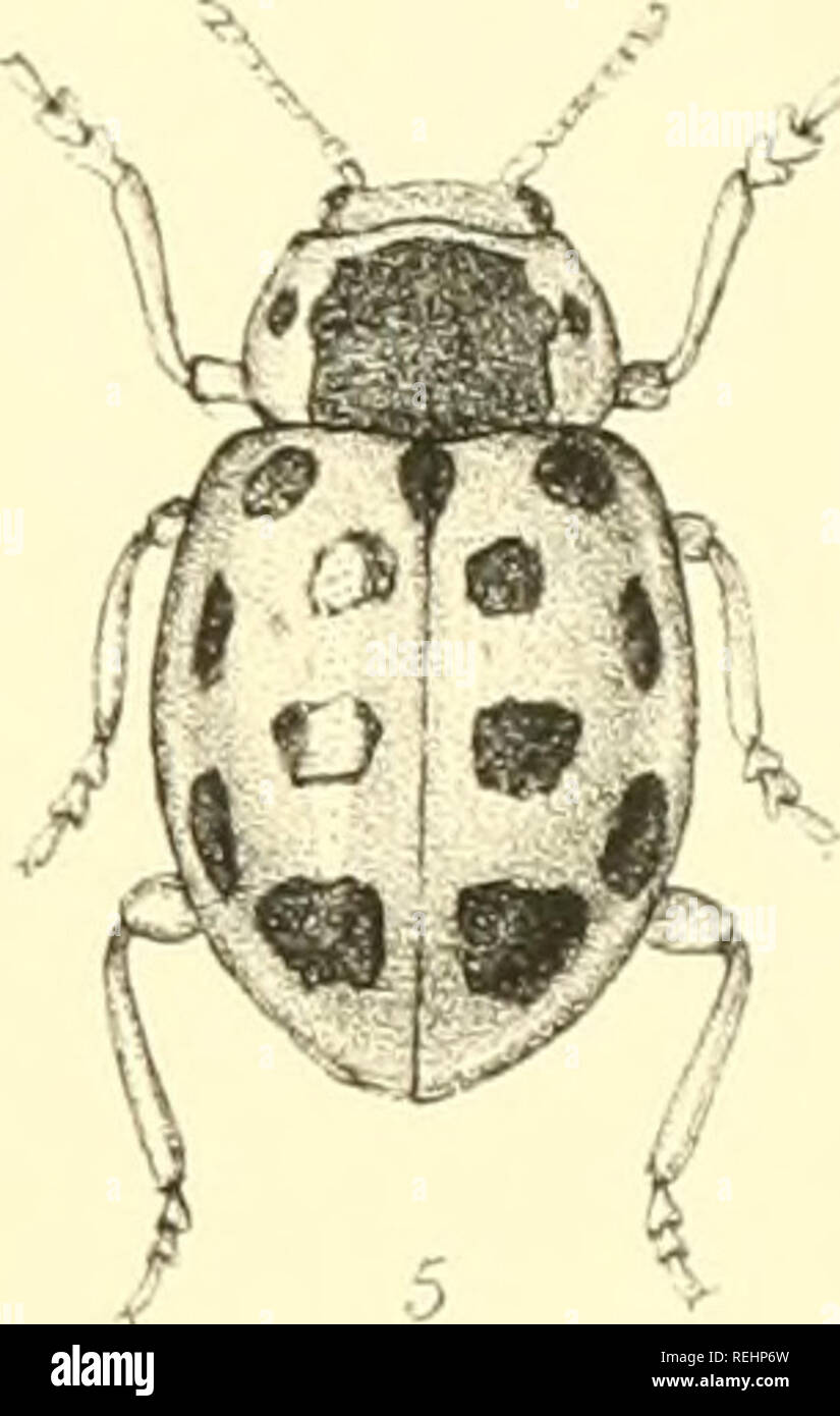 . Die Taxonomie der Britischen Inseln. Einen beschreibenden Berücksichtigung der Familien, Gattungen und Arten, die es in Großbritannien und Irland, mit Noten, Gemeinden, Lebensräume, etc. Käfer; Entomologie. . Bitte beachten Sie, dass diese Bilder sind von der gescannten Seite Bilder, die digital für die Lesbarkeit verbessert haben mögen - Färbung und Aussehen dieser Abbildungen können nicht perfekt dem Original ähneln. extrahiert. Fowler, William Weekes, 1849 -; Donisthorpe, Horace St. John Kelly. London: L. Reeve &Amp; Co. Stockfoto