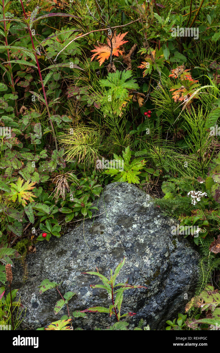 Eine Vielzahl von sub-arktischen Pflanzen wachsen um einen großen Felsen in Hatcher Pass, Alaska Stockfoto