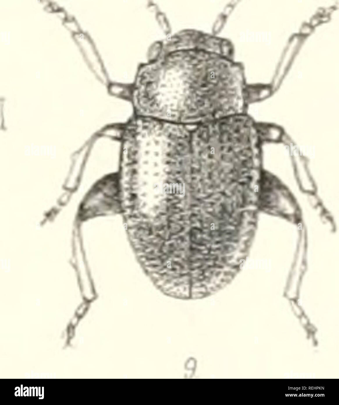 . Die Taxonomie der Britischen Inseln. Einen beschreibenden Berücksichtigung der Familien, Gattungen und Arten, die es in Großbritannien und Irland, mit Noten, Gemeinden, Lebensräume, etc. Käfer; Entomologie. /R aus. Bitte beachten Sie, dass diese Bilder sind von der gescannten Seite Bilder, die digital für die Lesbarkeit verbessert haben mögen - Färbung und Aussehen dieser Abbildungen können nicht perfekt dem Original ähneln. extrahiert. Fowler, William Weekes, 1849 -; Donisthorpe, Horace St. John Kelly. London: L. Reeve &Amp; Co. Stockfoto