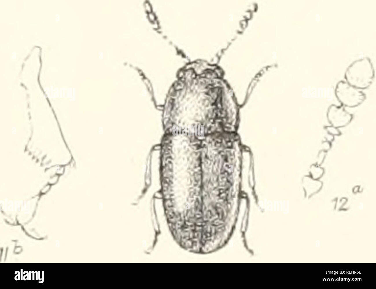 . Die Taxonomie der Britischen Inseln. Einen beschreibenden Berücksichtigung der Familien, Gattungen und Arten, die es in Großbritannien und Irland, mit Noten, Gemeinden, Lebensräume, etc. Käfer; Entomologie. "J. Bitte beachten Sie, dass diese Bilder sind von der gescannten Seite Bilder, die digital für die Lesbarkeit verbessert haben mögen - Färbung und Aussehen dieser Abbildungen können nicht perfekt dem Original ähneln. extrahiert. Fowler, William Weekes, 1849 -; Donisthorpe, Horace St. John Kelly. London: L. Reeve &Amp; Co. Stockfoto