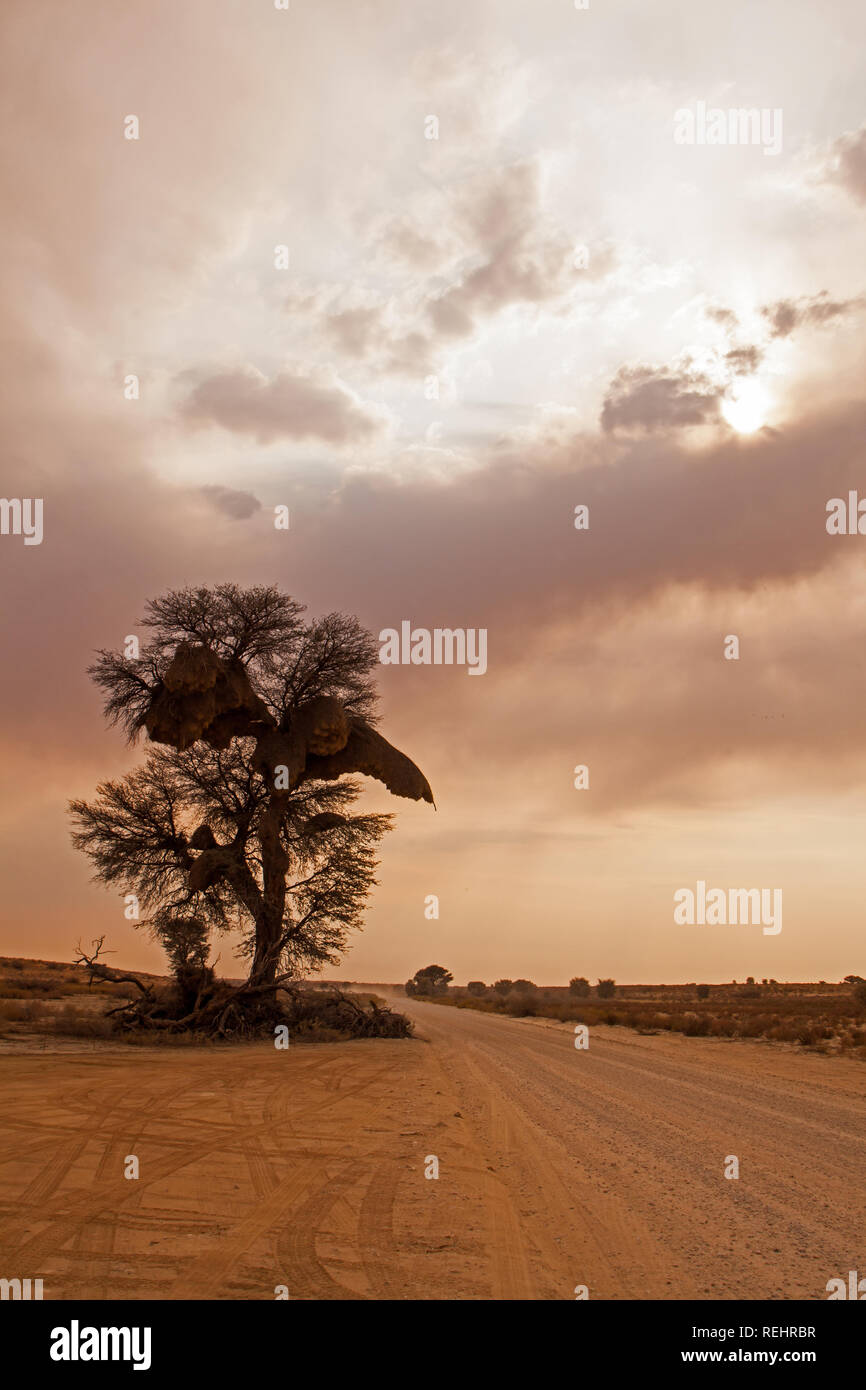 Kamelthorn Baum am Straßenrand Stockfoto