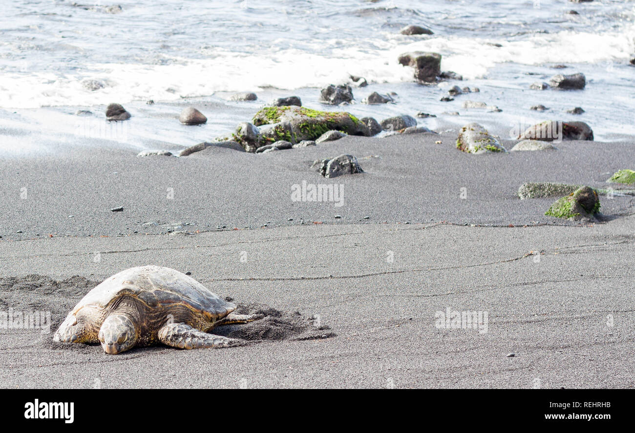 Grüne Meeresschildkröte entspannen an einem schwarzen Sandstrand auf Hawaiis Big Island Stockfoto