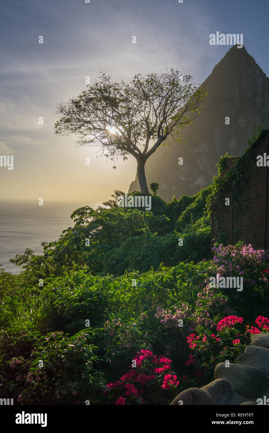 St. Lucia Urlaub im Paradies. Blick auf die Pitons bei Sonnenuntergang durch einen Baum von wunderschönen Pflanzen und Blumen umgeben. Stockfoto