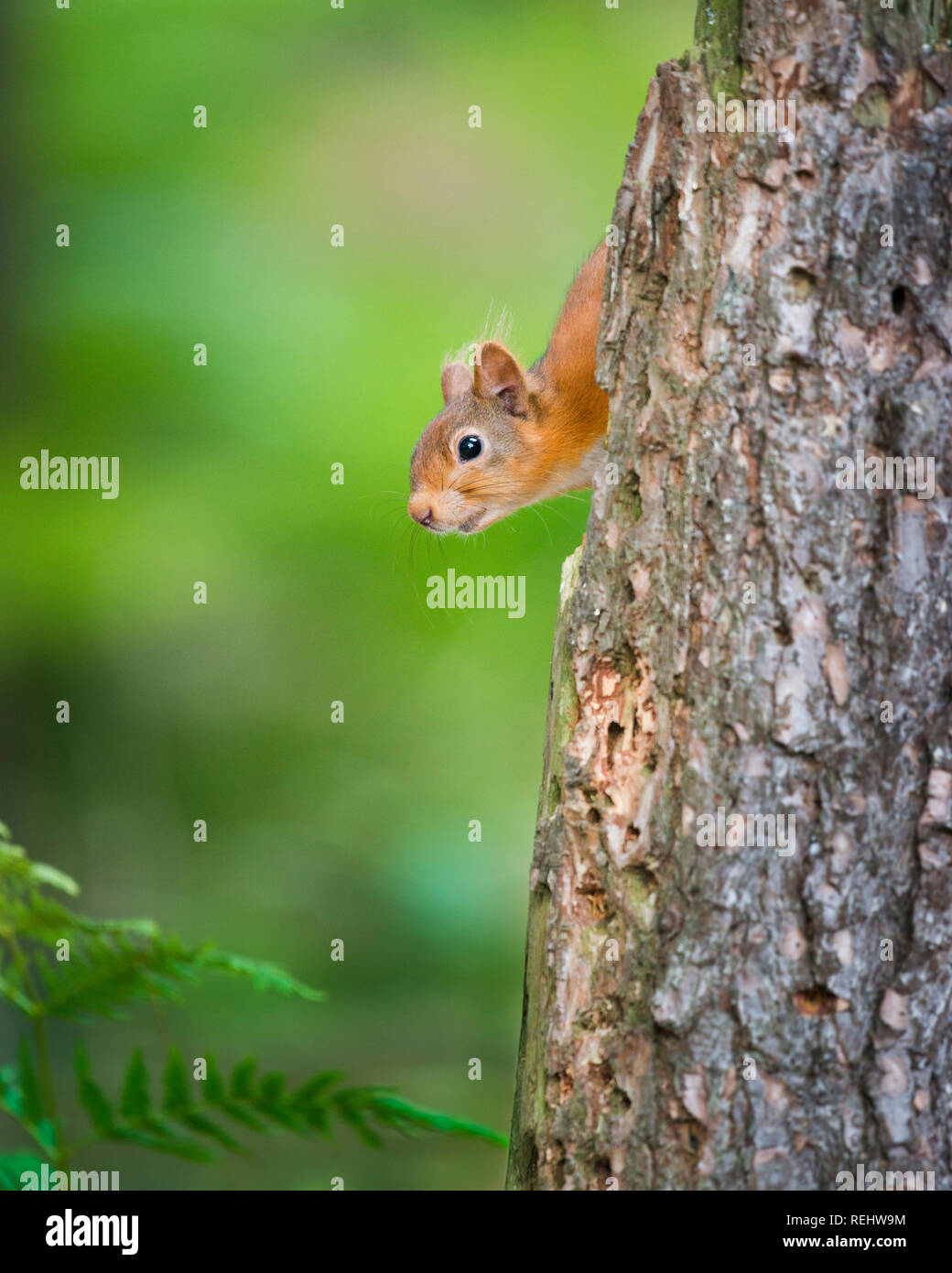 Eine neugierige gefährdet rote Eichhörnchen spähen hinter einem Baum Truck. Stockfoto