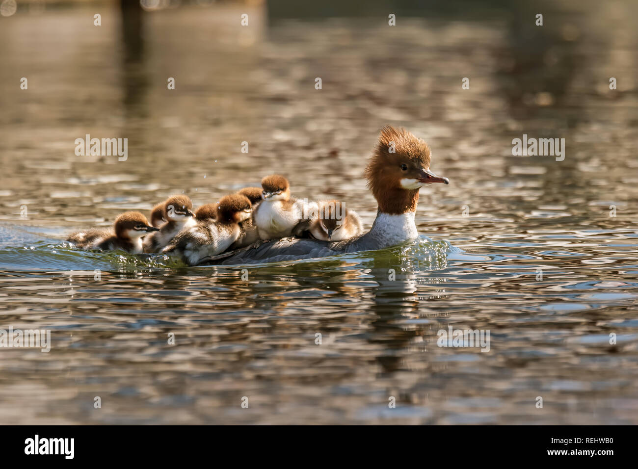 Mutter merganser mit niedlichen Babys auf ihrem Rücken Stockfoto
