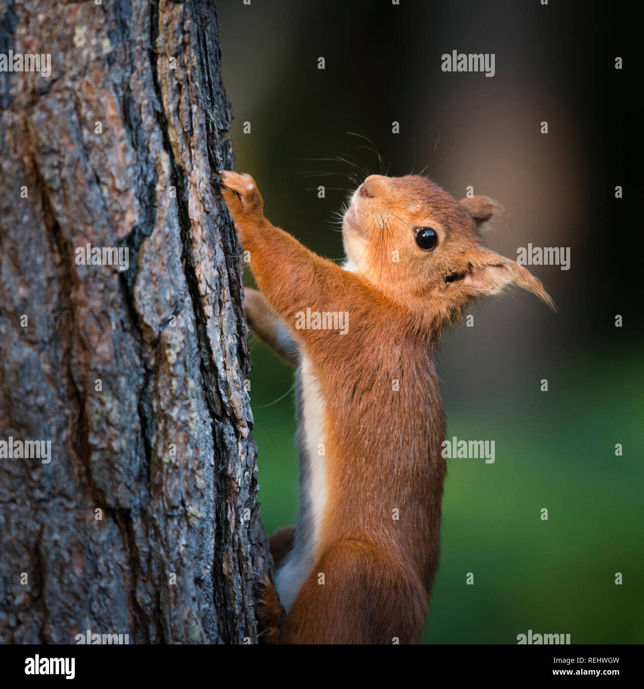 Nahaufnahme eines Eichhörnchens, wie es Pausen um, während gejagt werden ein Wald Baum im Abendlicht zu suchen. Stockfoto