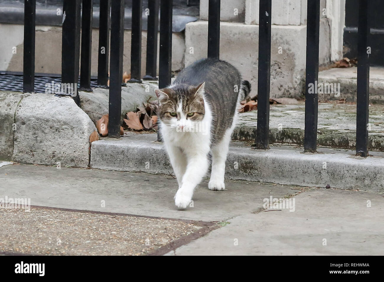 Larry, der 10 Downing Street cat und Chief Mouser des Cabinet Office ist in der Downing Street gesehen vor der Sitzung zwischen der britische Premierminister Theresa May und Premierminister von Neuseeland Jacinda Ardern. Stockfoto