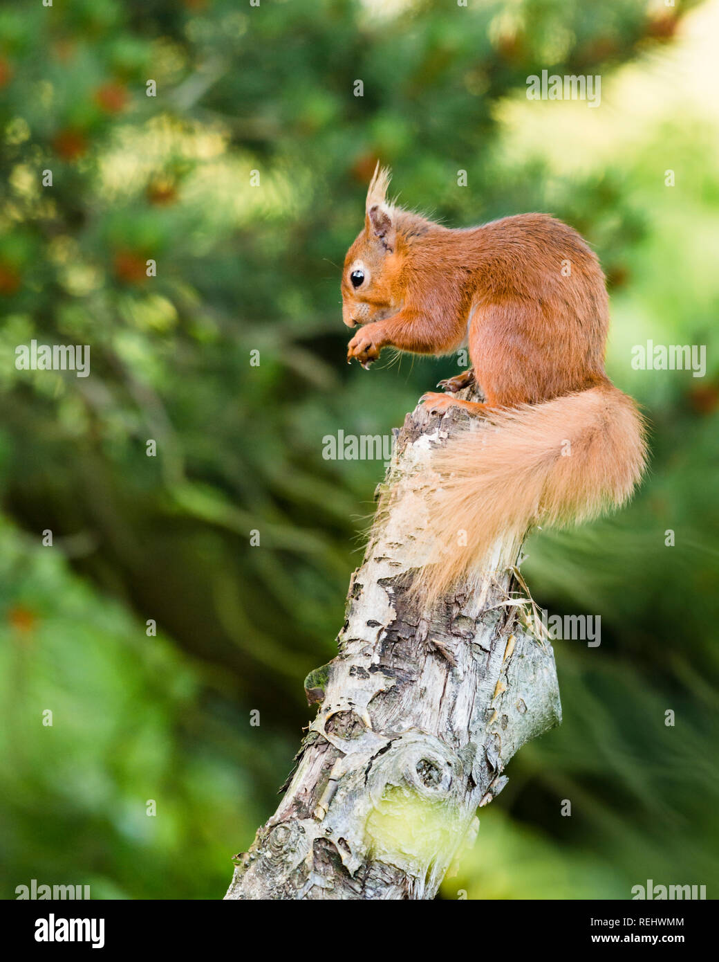 Ein rotes Eichhörnchen sitzt auf einem alten Baum füttern und wickeln Ihren Schwanz um seiner selbst für Balance stumpf. Stockfoto