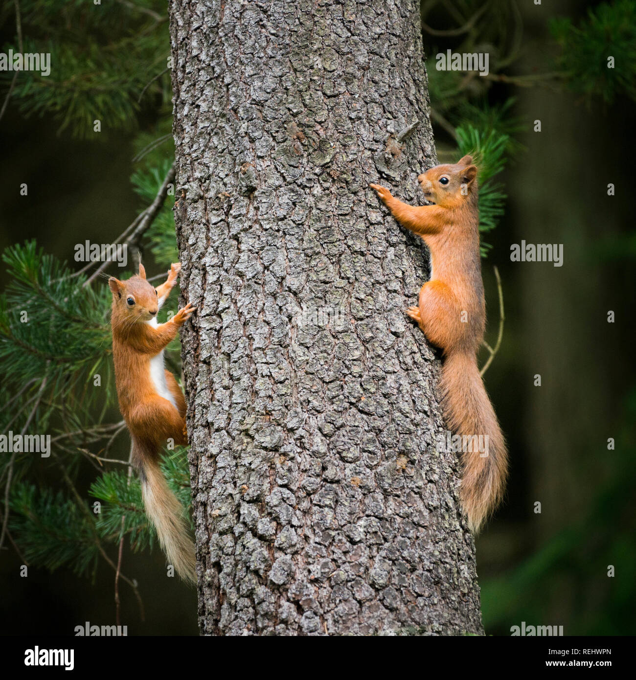 Zwei rote Eichhörnchen, verspielt & jagen einander um und auf einem Baumstamm in den Wäldern. Stockfoto
