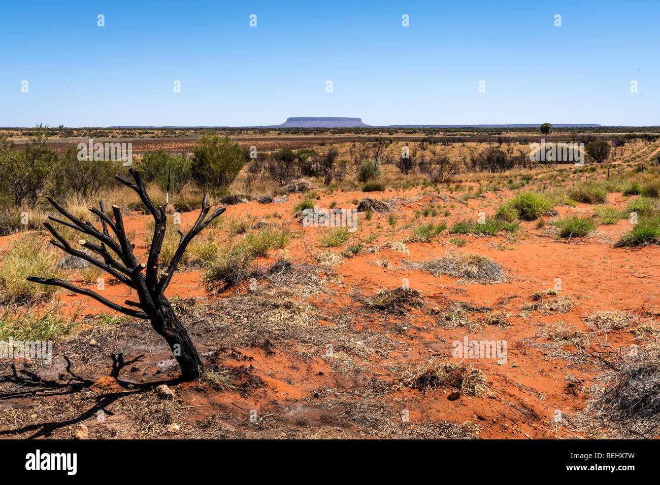 Mount Conner oder Attila Mountain Scenic View mit Toten verbrannten Baum in NT-Zentrale Outback Australien Stockfoto
