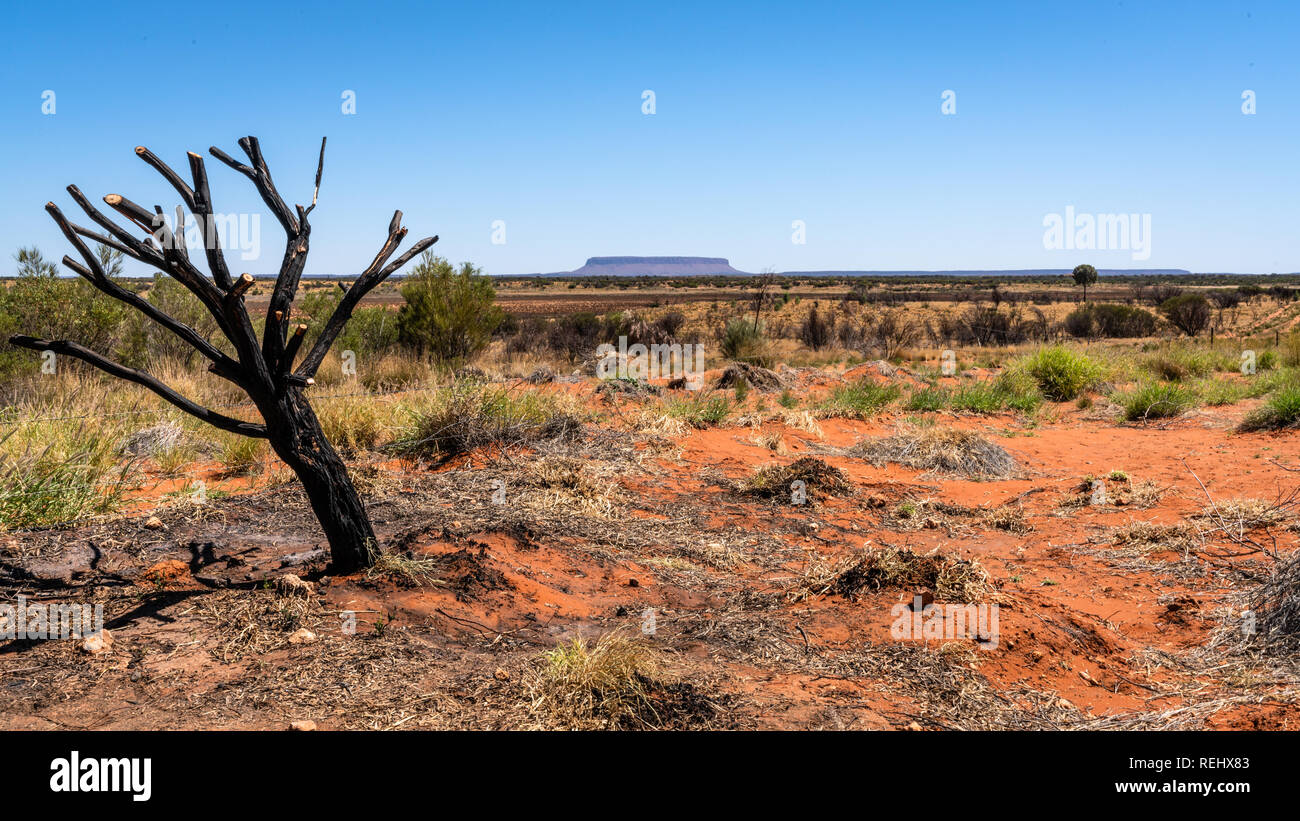 Mount Conner oder Attila Mountain Scenic View mit Toten verbrannten Baum in NT-Zentrale Outback Australien Stockfoto