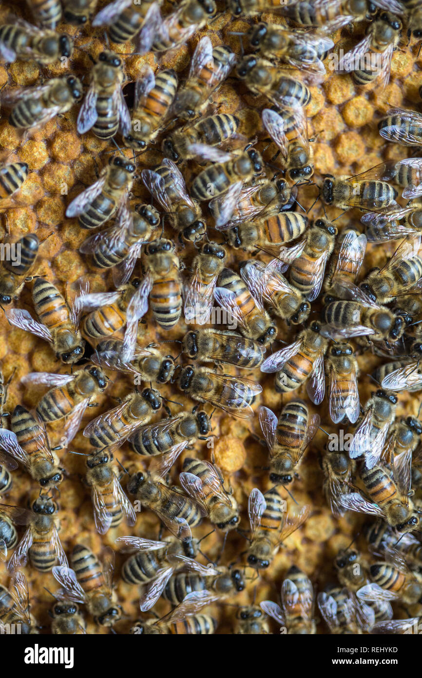 Niederlande, 's-Graveland, Honig Biene Arbeitnehmer im Hive. Arbeitsbienen. Stockfoto