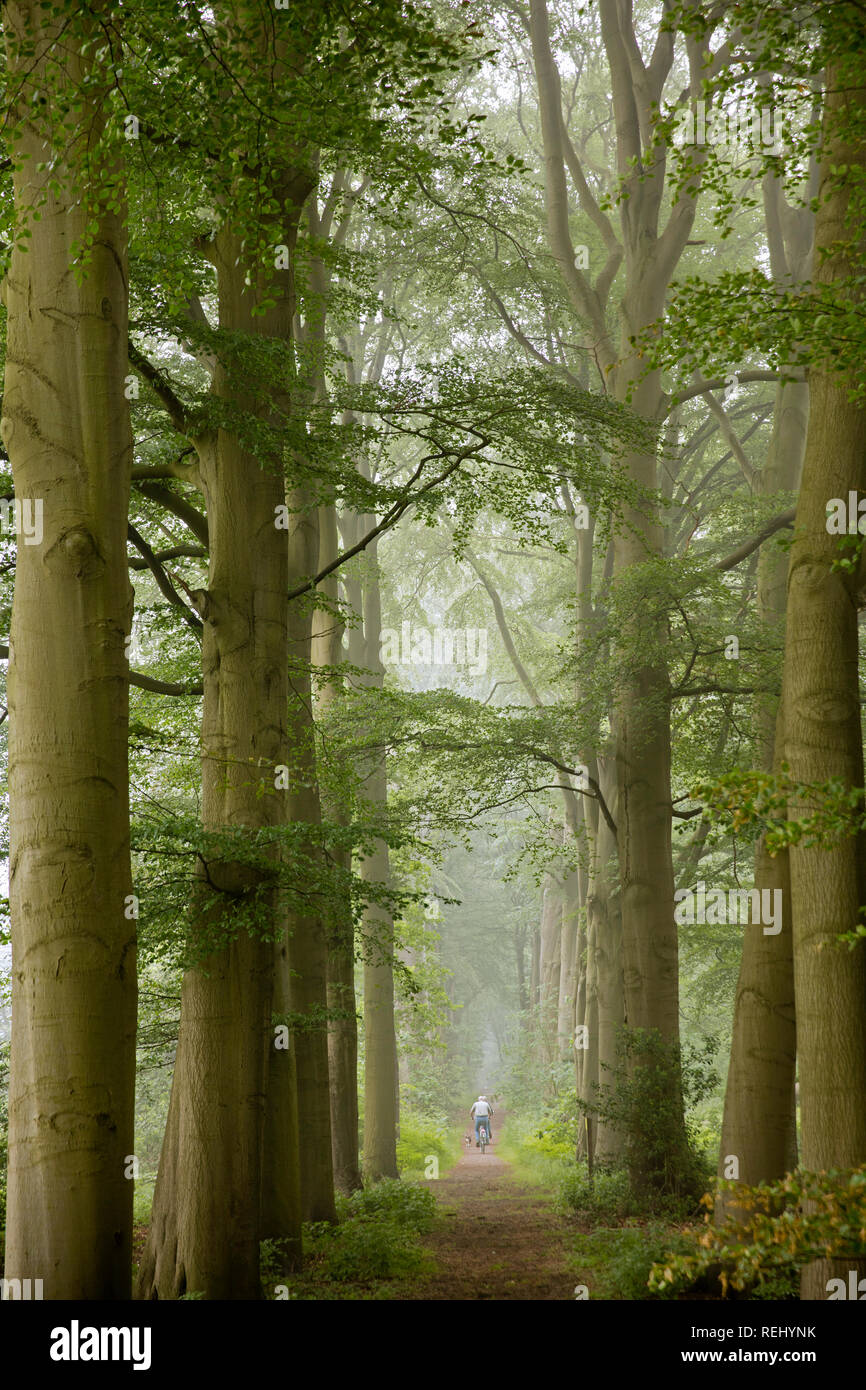 Buche Lane und Radfahrer. Schoonoord ländlichen Anwesen. - Gravelandse Buitenplaatsen, 's-Graveland, Niederlande. Stockfoto