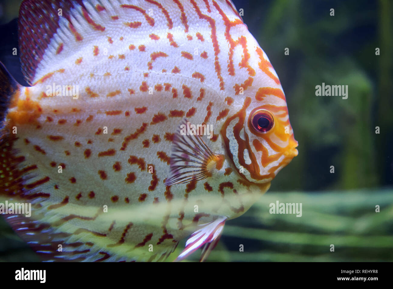 Diskus - Symphysodon aequifasciatus Stockfoto
