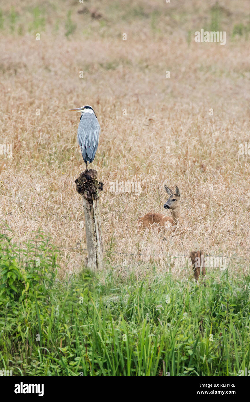 Blue Heron (Ardea cinerea) und Reh (Capreolus capreolumale), weiblich. Ländliche Immobilien Hilverbeek, 's-Graveland, Niederlande. Stockfoto