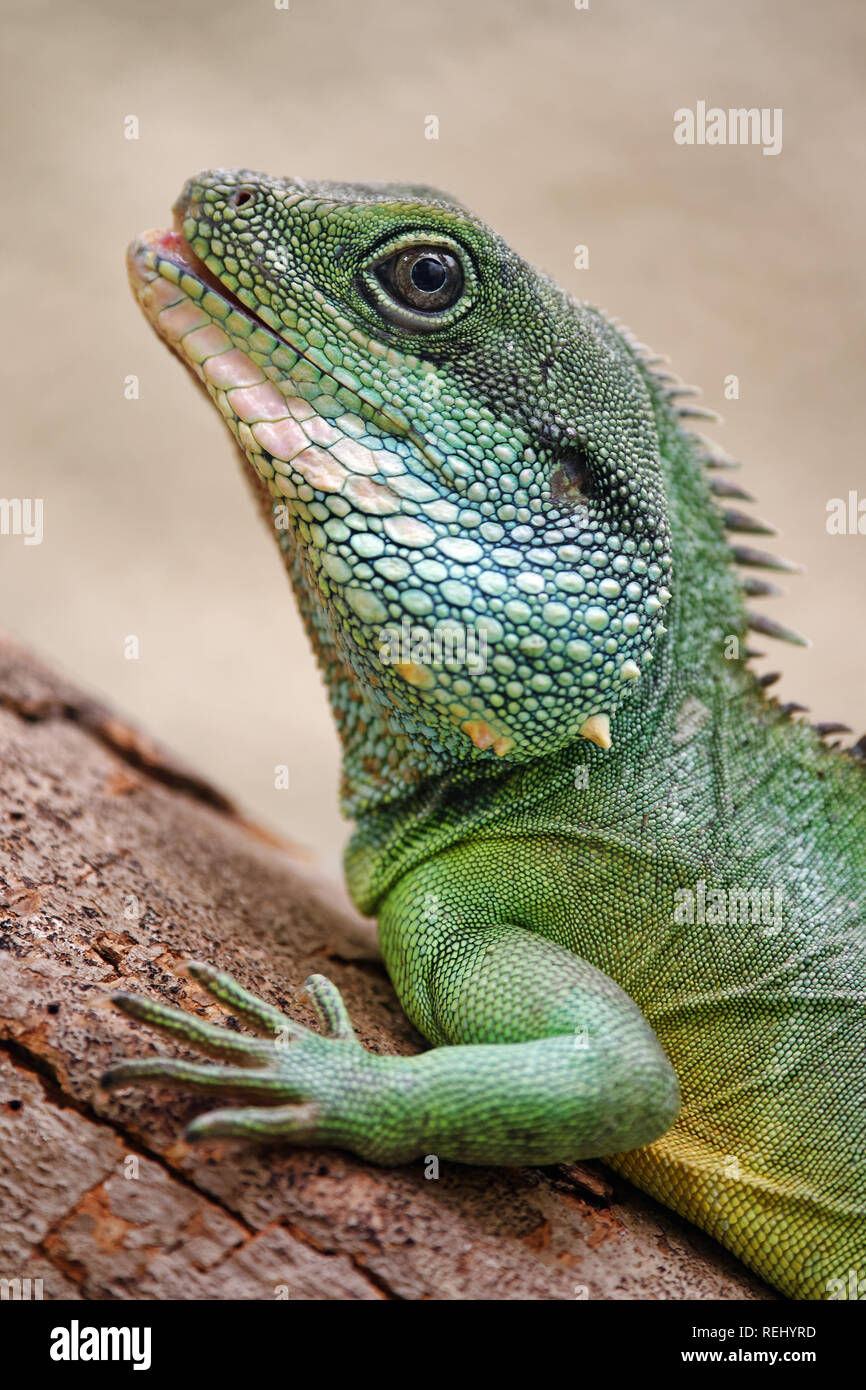 Chinesische Wasserdrache - Physignathus cocincinus Stockfoto