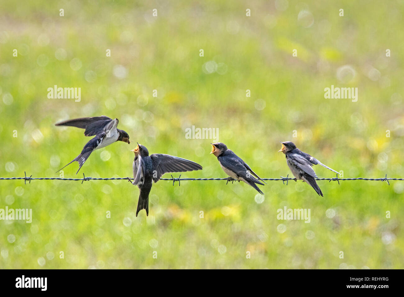 Rauchschwalbe (Hirundo rustica) Ernährung jung. Ländliche Immobilien Hilverbeek, 's-Graveland, Niederlande. Stockfoto