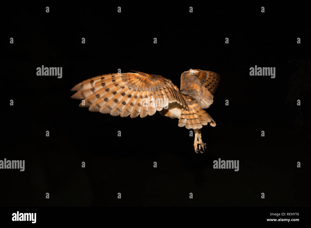 Schleiereule (tyto Alba) verlässt das Nest. Immobilien und Skulptur Garten De Zanderij, 's-Graveland, Niederlande. Stockfoto