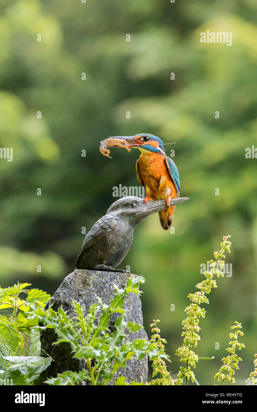 Eisvögel (Alcedo atthis) mit Süßwasser Garnele auf Kingfisher Statue. Frau. Immobilien und Skulptur Garten De Zanderij. 'S-Graveland, den Ne Stockfoto