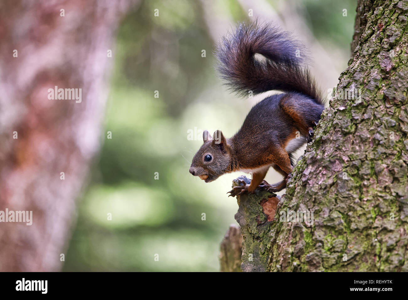 Eichhörnchen - Sciurus vulgaris Stockfoto