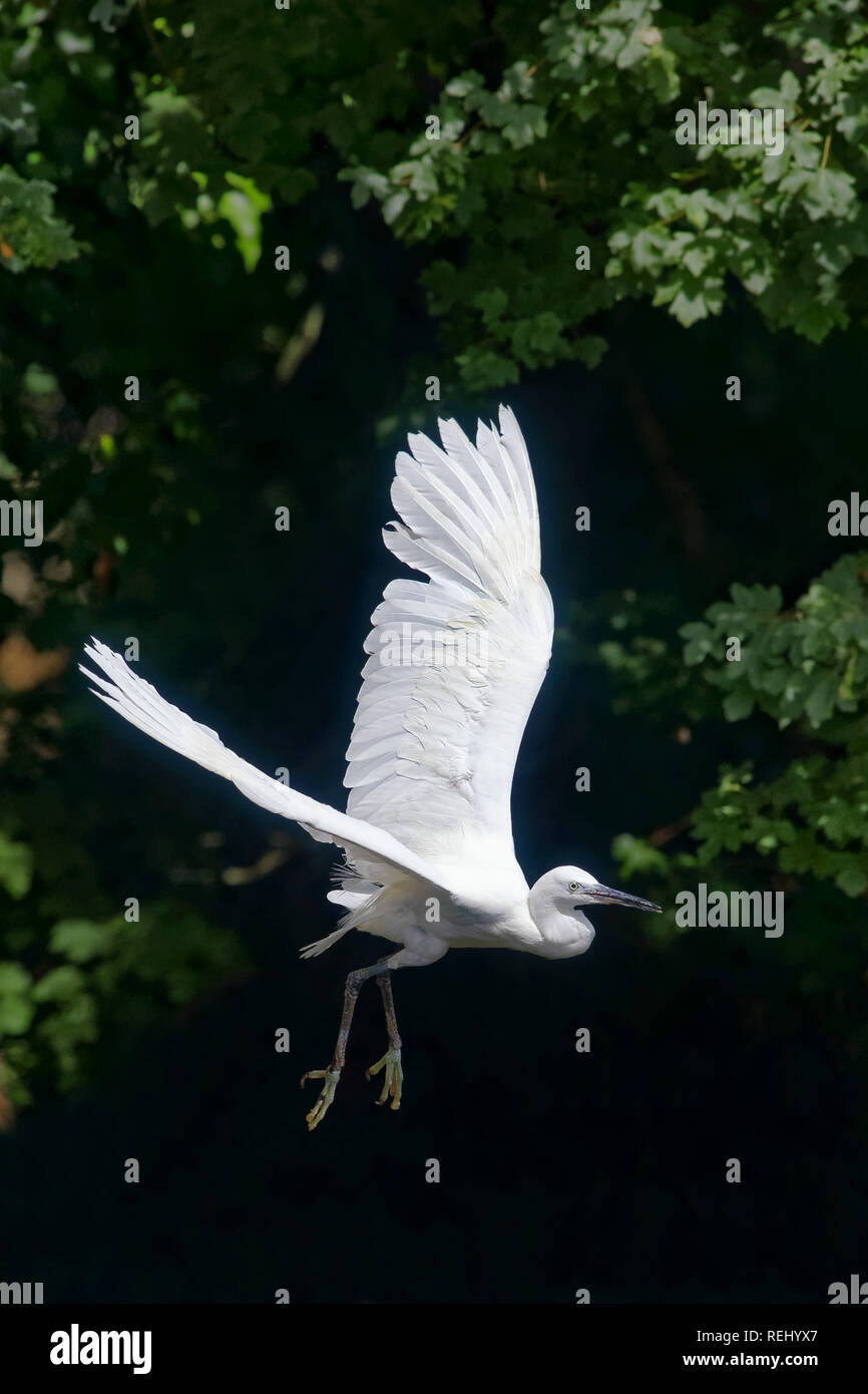 Seidenreiher - Egretta garzetta Stockfoto