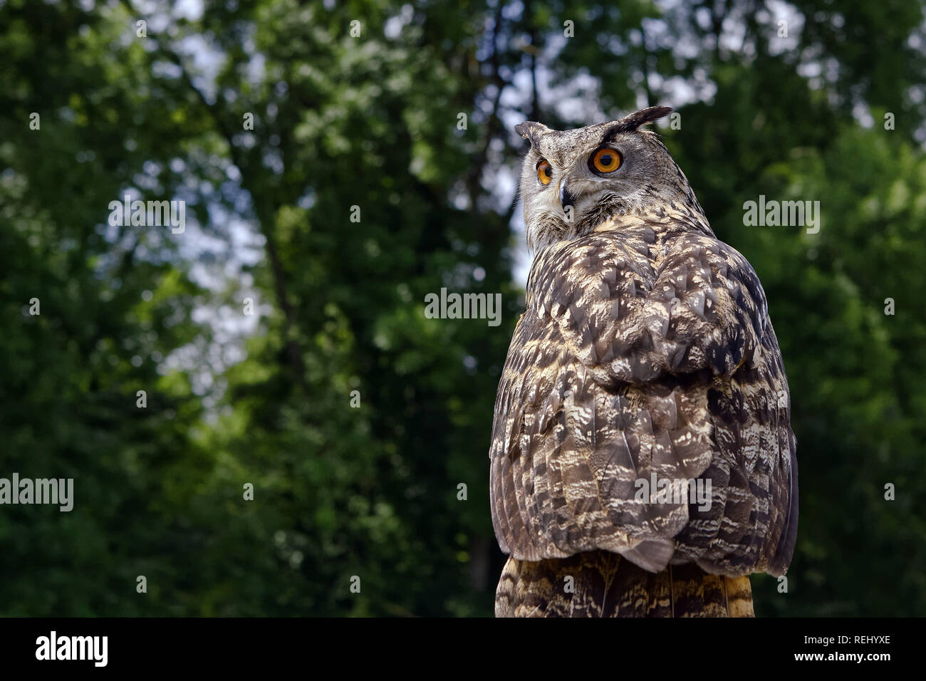 Eurasischen Uhu - Bubo bubo Stockfoto