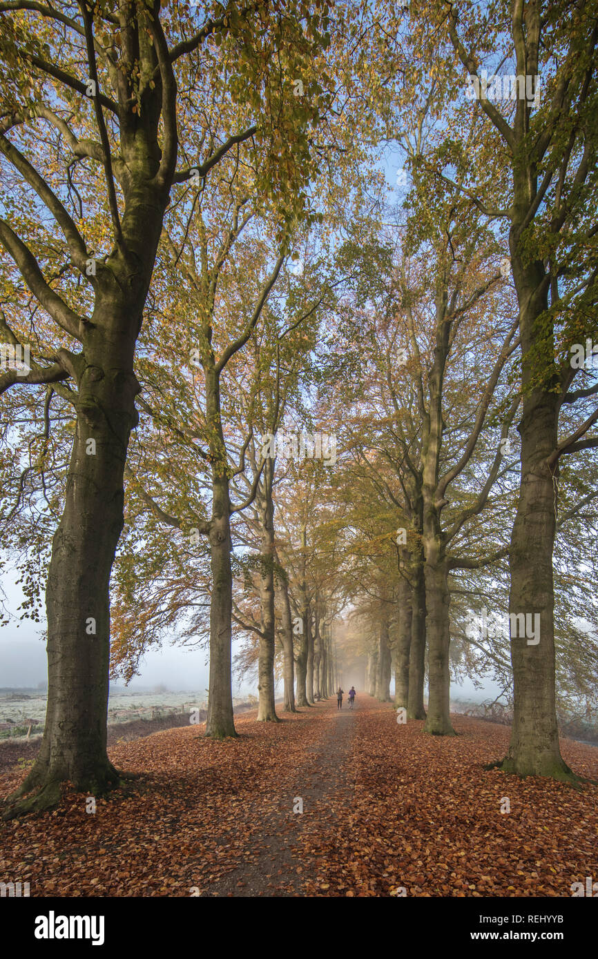 Die Niederlande, 's-Graveland, 's-Gravelandse Buitenplaatsen. Boekesteyn ländlichen Anwesen. Farben des Herbstes. Frauen joggen in Buche Lane. Stockfoto