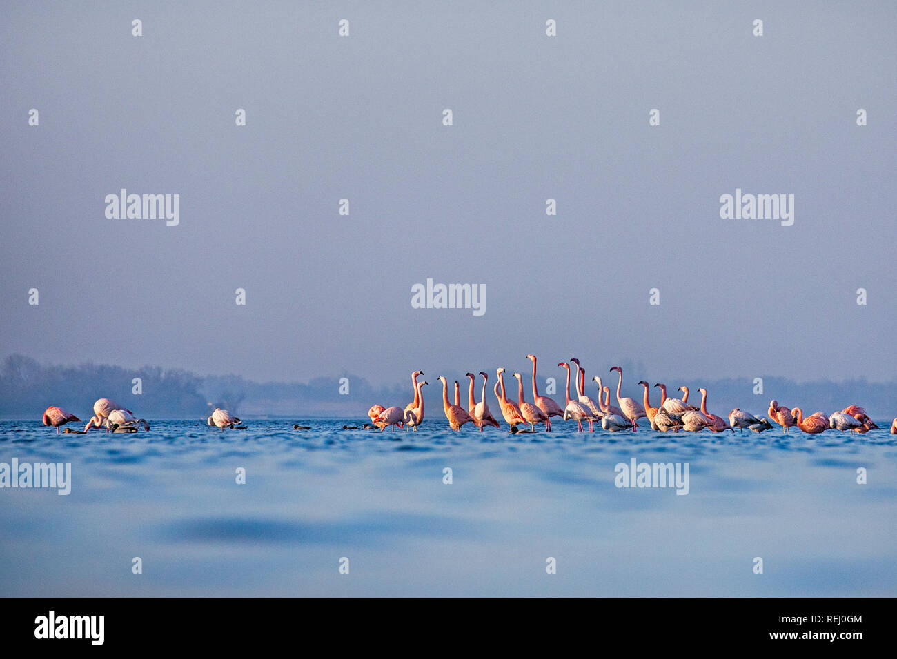 Die Niederlande, Battenoord, Hamlet auf der Insel Goeree-Overflakkee, Sees Grevelingenmeer. Überwinterung für Flamingos. Stockfoto
