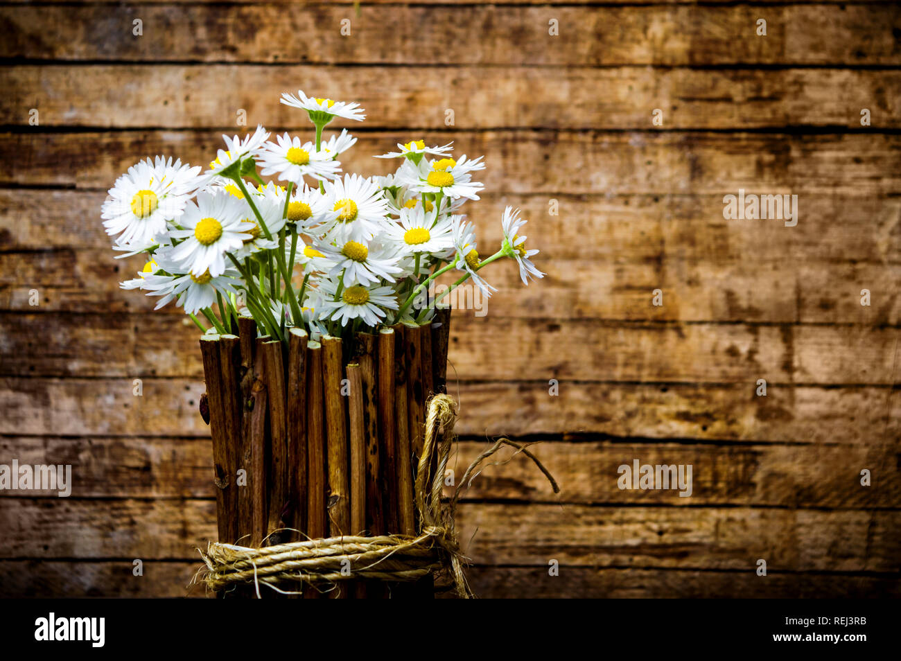 Daisy Flowers in einem hölzernen Topf mit Kopie Raum Stockfoto