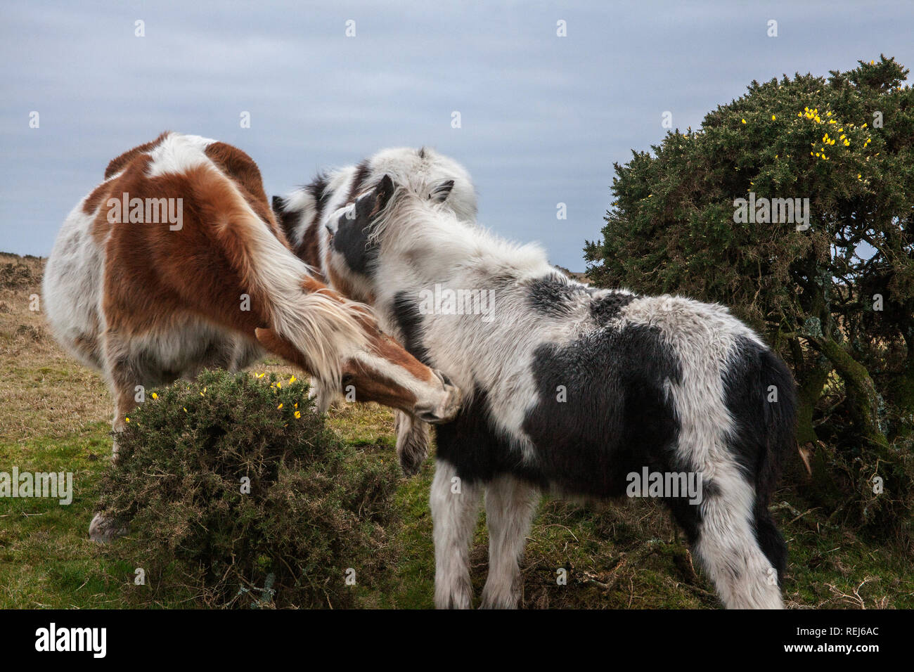 Moorland ponnies Beißen einander Stockfoto