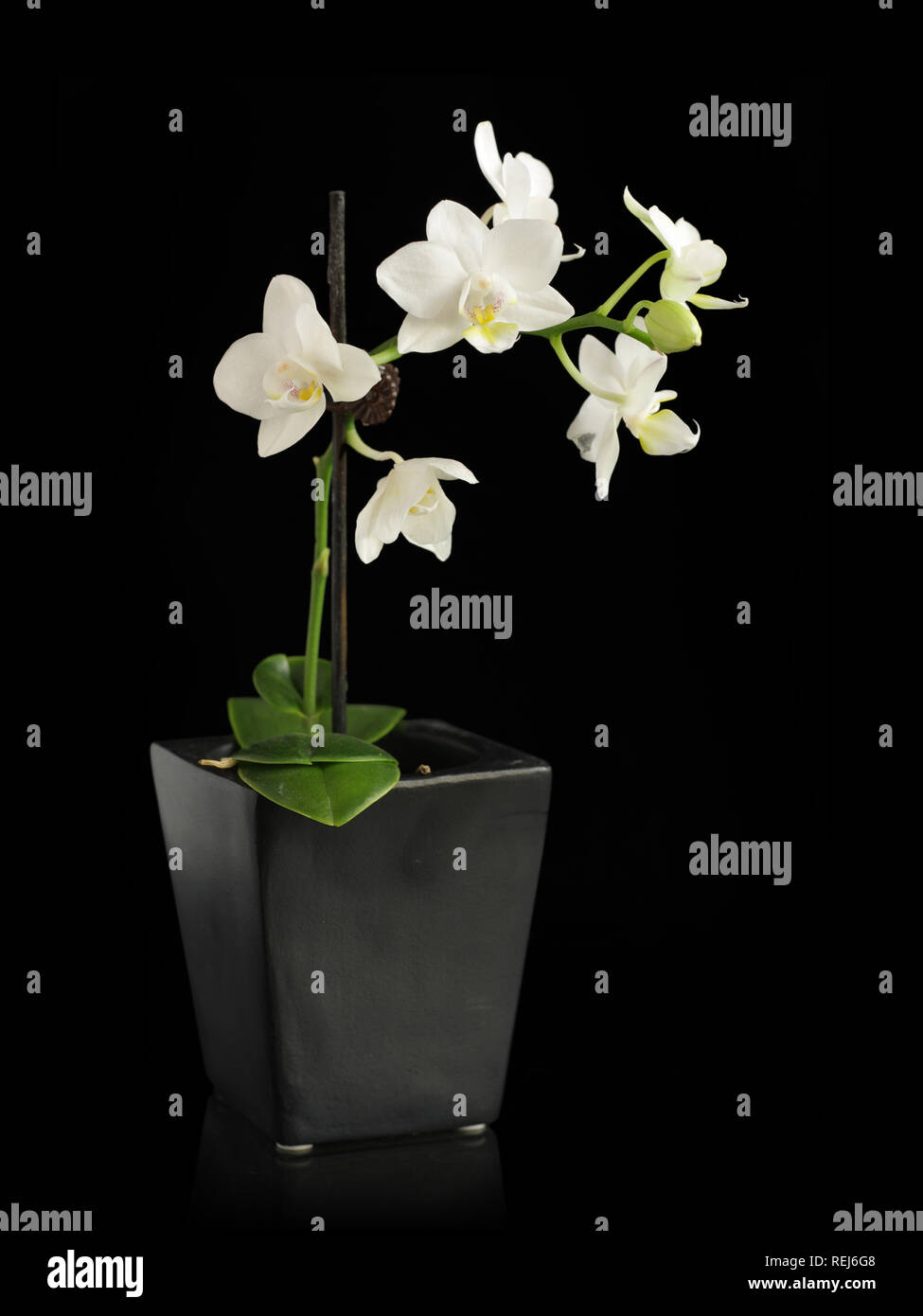 Miniatur Orchidee in schwarzen Topf, isoliert auf Schwarz Stockfoto