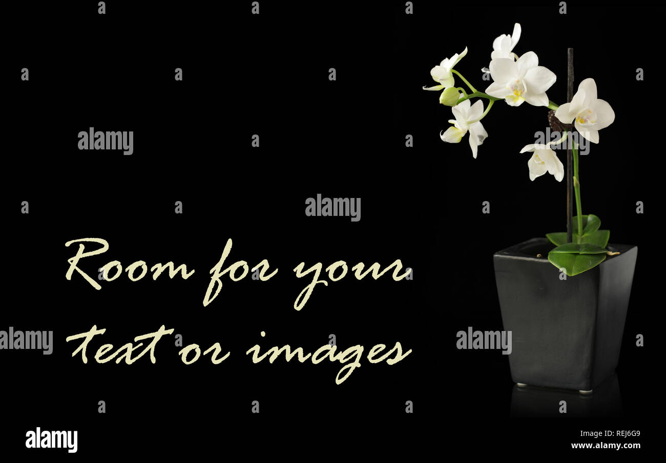 Miniatur Orchidee in schwarzen Topf, isoliert auf Schwarz Stockfoto