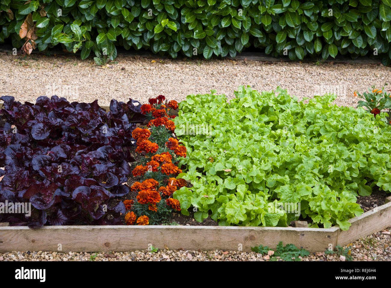 Ein Bett gemischter Salat mit marrigolds als Begleiter Anlage verwendet Stockfoto