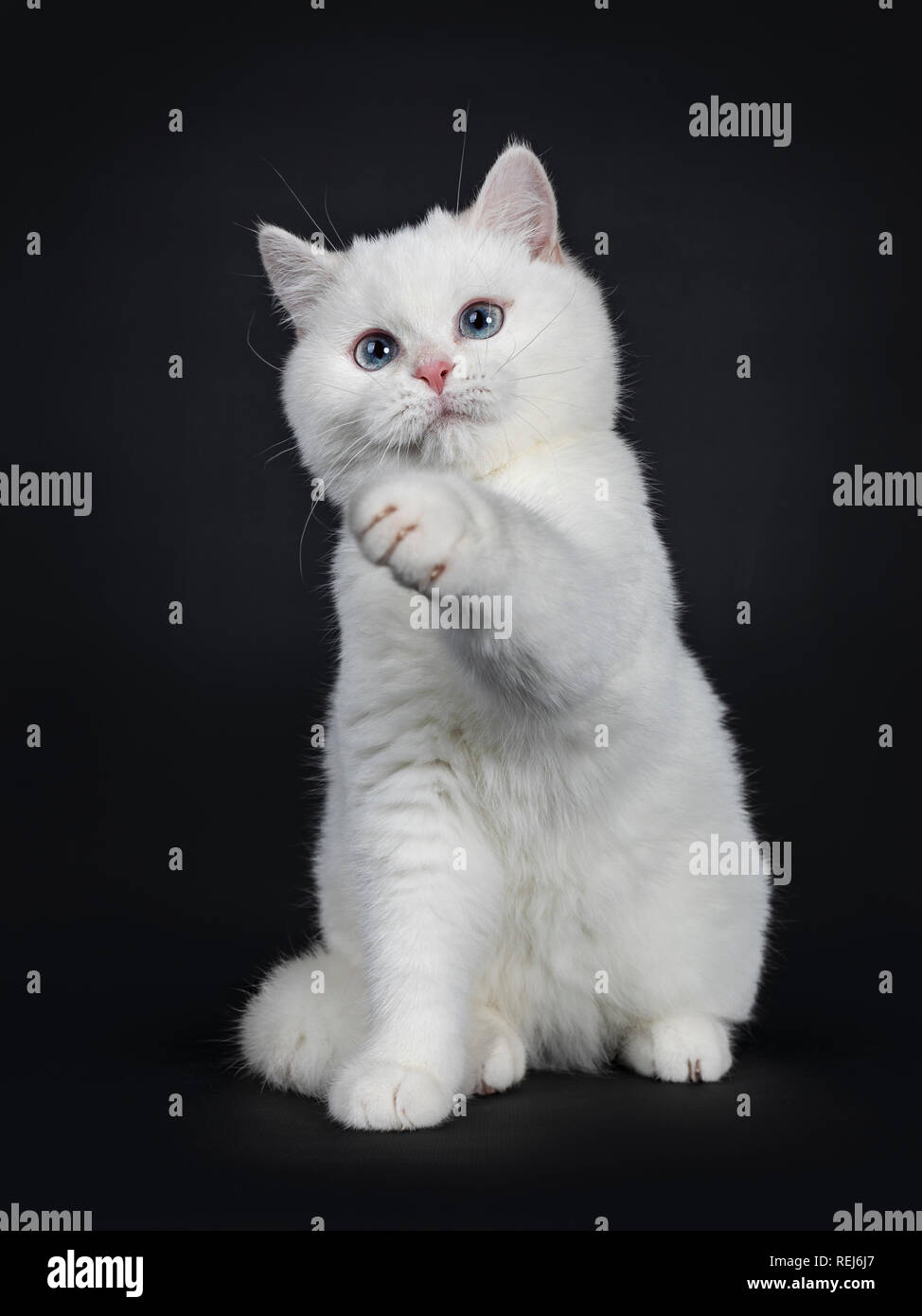 Cute Rot Silber Shaded Cameo Punkt Britisch Kurzhaar Sitzen