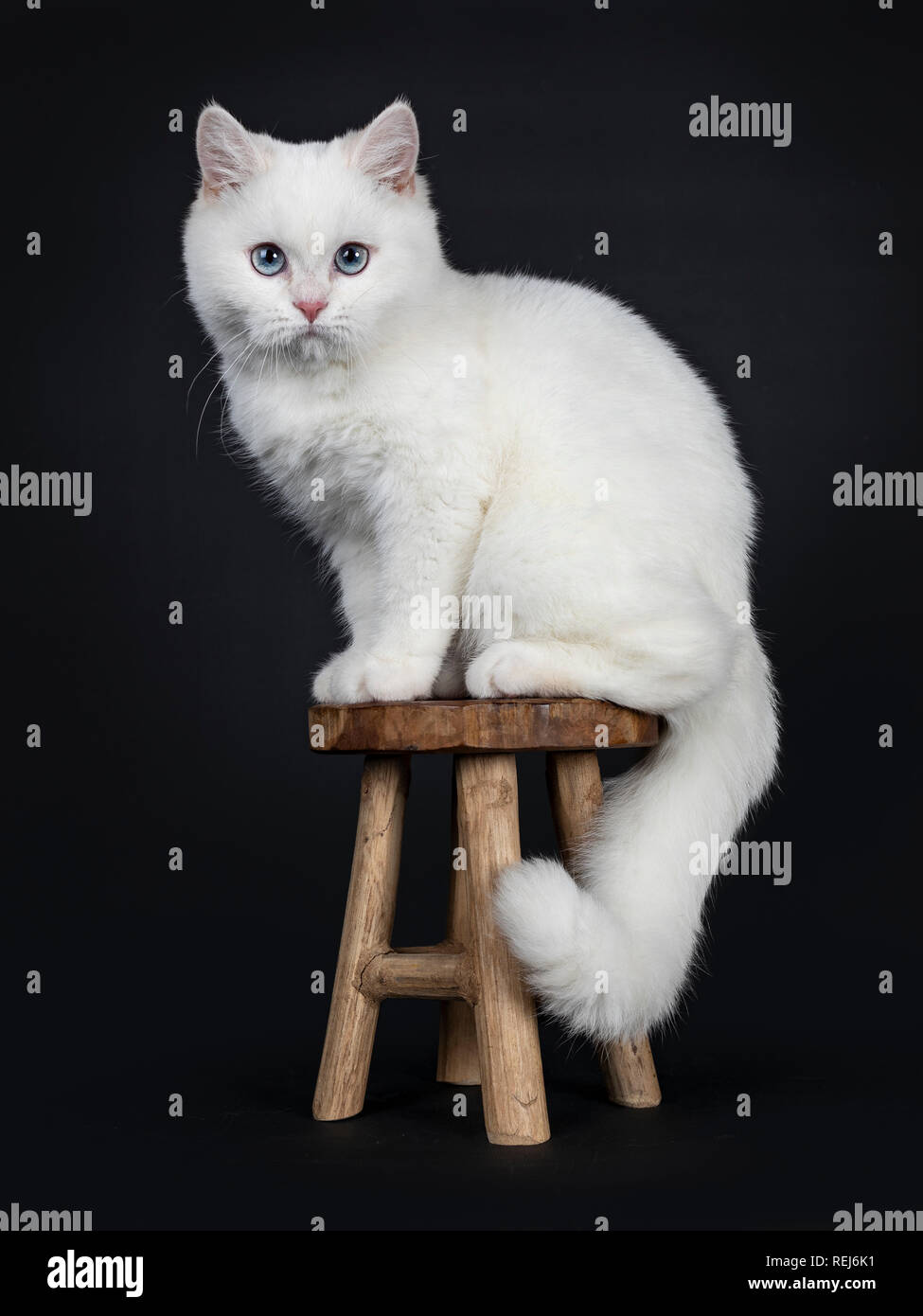 Cute Rot Silber Shaded Cameo Punkt Britisch Kurzhaar Sitzend
