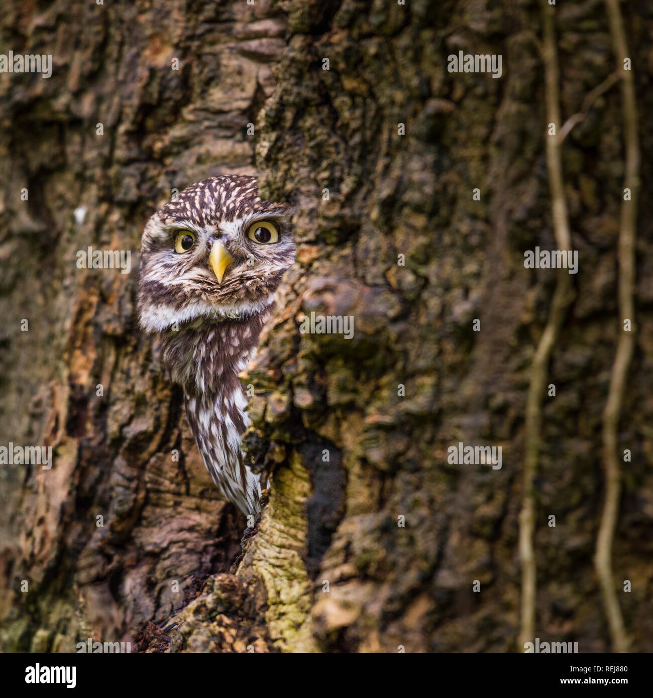 Porträt einer unverlierbaren kleine Eule Blick aus seinem Versteck in einem Wald Baum Bohrung Stockfoto