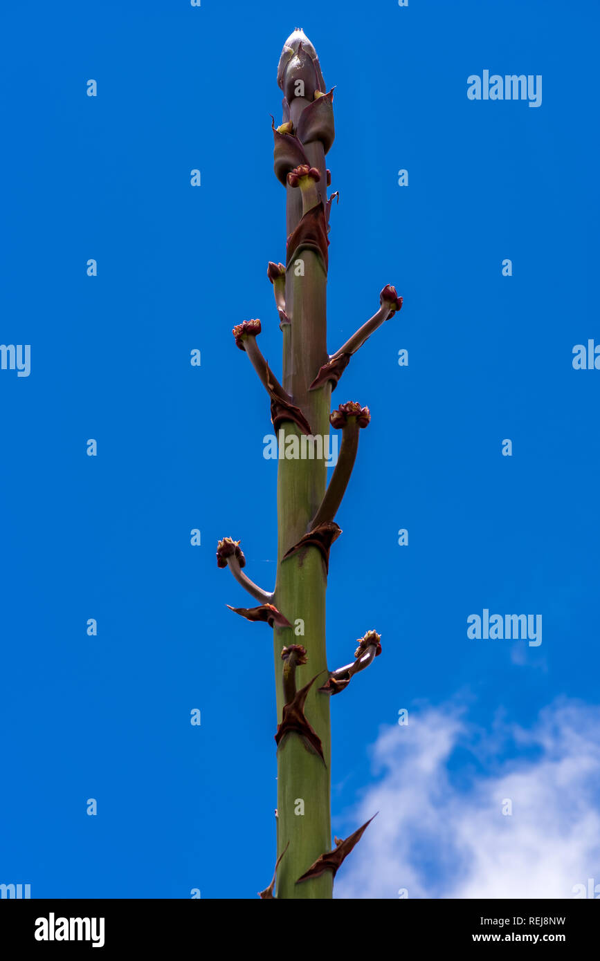 Der blütenstand der Pflanze vor einem blauen Himmel, Gran Canaria Stockfoto