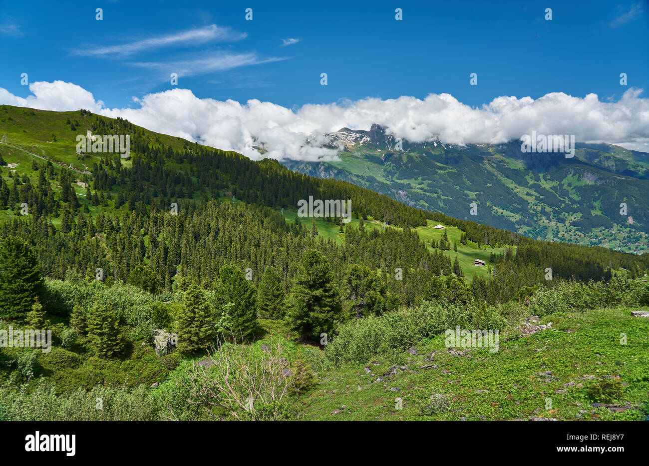 Schweizer Alpen Landschaft mit Wiese, schneebedeckten Bergen und grüner Natur. Aufgenommen in den Bergen von Grindelwald, Mannlichen - Alpiglen Trail, Schweiz. Stockfoto