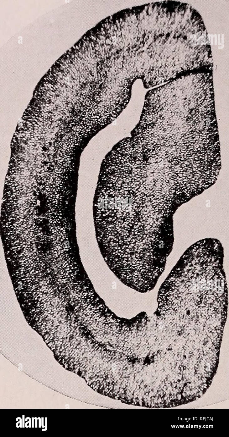 . Kaffee: eine Monographie über das wirtschaftliche Art der Gattung Coffea L.. Kaffee; Koffein; Kaffeehäuser. Platte 53 A: COFFEA ARABICA L. Santos Kaffeebohne: - Querschnitt. Vergrößerung 12 x. Bitte beachten Sie, dass diese Bilder sind von der gescannten Seite Bilder, die digital für die Lesbarkeit verbessert haben mögen - Färbung und Aussehen dieser Abbildungen können nicht perfekt dem Original ähneln. extrahiert. Cheney, Ralph Holt, 1896 -. New York: New York University Press Stockfoto