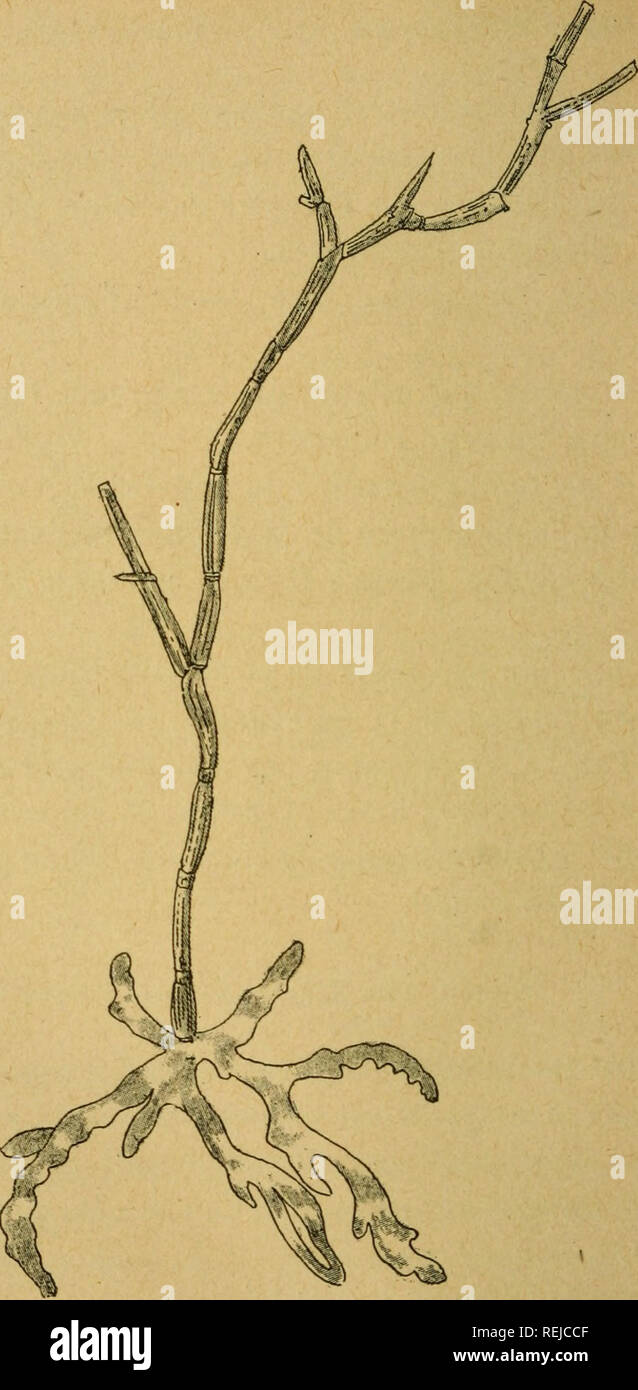 . Coelents, inodermes, protozoaires. Cnidaria; Crustacea; Schwämme; Stachelhäuter; Protozoen; wirbellose Tiere. 138 Histoire Naturelle DE LA FRANCE. Fis. 78. - Isis elon^ ata.. Bitte beachten Sie, dass diese Bilder sind von der gescannten Seite Bilder, die digital für die Lesbarkeit verbessert haben mögen - Färbung und Aussehen dieser Abbildungen können nicht perfekt dem Original ähneln. extrahiert. Granger, Albert, 1837-1911. Paris, Fils d'Emile Deyrolle Stockfoto