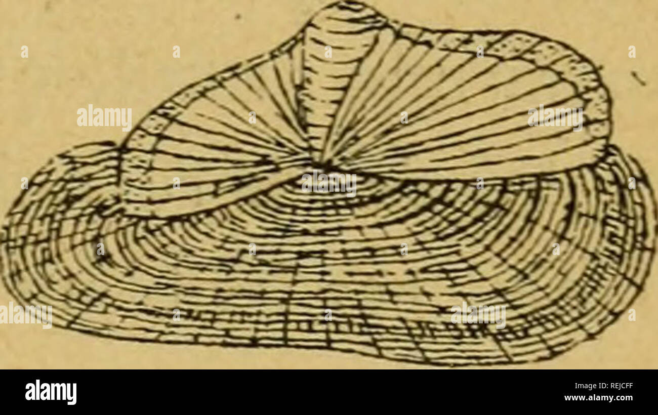. Coelents, inodermes, protozoaires. Cnidaria; Crustacea; Schwämme; Stachelhäuter; Protozoen; wirbellose Tiere. Abb. 67. Â Actinie Verte. Abb. 68. Â VÃ©lelle. Cet effet, se Munir d'un petit seau de Fer-blanc que l'auf remplit À-moitiÃ© d'eau de mer et dans lequel auf Dekor pose les Actinies immÃ©diatement Après-ski-en ayant Leur erfassen, soin, autant que möglich, de les avec Les pierres enlever ou autres Objets sur lesquels Elles sind fixÃ © es. ¨ HydromÃ duses. "Les HydromÃ © duses se composent d'animaux Marins ou Vivant dans les Eaux douces. Les Hydres sind Polypes d'eau Douce qu'il est Facile de recuei Stockfoto