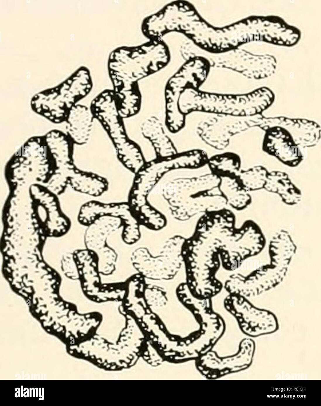 . Colchicin in der Landwirtschaft, der Medizin, der Biologie und der Chemie. Colchicine; Colchicin. Kern und Chromosomen 45 beste Einstufung für die clistrilnitcd c-mitose oder bi-inctaphase,"'' ist ein metajjhase subtvpe der explodierte. Eine somatische Meiose ist nicht Con-ceiialile Für die Pollen Rohr, noch die dezentrale c-mitose ist wie die Fälle, auf die Beweise für die somatische Meiose gebaut wurde. Sieben Jahre nach der verteilten c-mitose zum ersten Mal veröffentlicht wurde und Illustrierte"^^ der Begriff wurde geprägt."-^ Dieses an somatischen Meiose vorzuziehen ist.^^ Eine unglückliche Verwirrung in Bezug entsteht gebildet Stockfoto . Colchicin in der Landwirtschaft, der Medizin, der Biologie und der Chemie. Colchicine; Colchicin. Kern und Chromosomen 45 beste Einstufung für die clistrilnitcd c-mitose oder bi-inctaphase,"'' ist ein metajjhase subtvpe der explodierte. Eine somatische Meiose ist nicht Con-ceiialile Für die Pollen Rohr, noch die dezentrale c-mitose ist wie die Fälle, auf die Beweise für die somatische Meiose gebaut wurde. Sieben Jahre nach der verteilten c-mitose zum ersten Mal veröffentlicht wurde und Illustrierte"^^ der Begriff wurde geprägt."-^ Dieses an somatischen Meiose vorzuziehen ist.^^ Eine unglückliche Verwirrung in Bezug entsteht gebildet Stockfoto